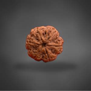 6 mukhi Rudraksha thumb 0